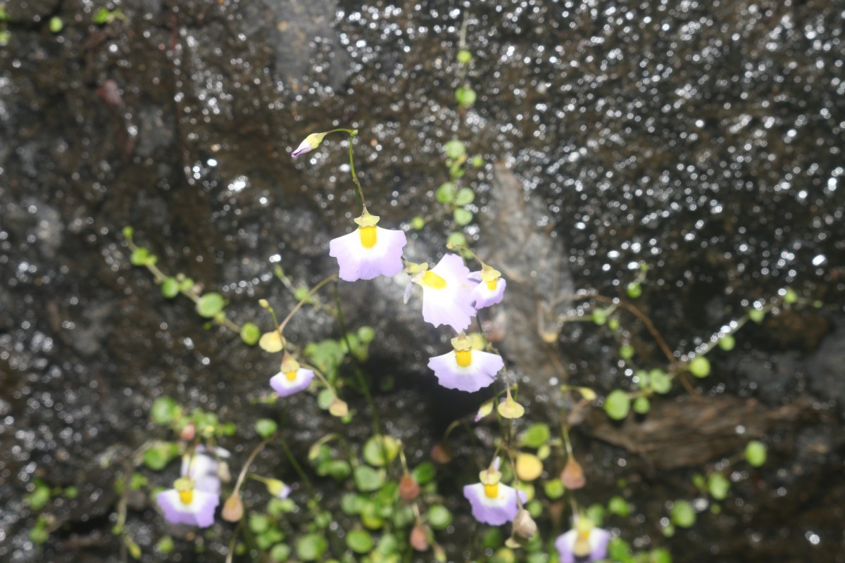 Utricularia striatula Sm.